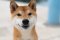          2 Cryptocurrencies That Can Surpass Shiba Inu and Dogecoin in 2022 | The Motley Fool  