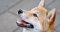 Shiba Inu (SHIB) To $1? Why The Dog-Themed Coin is Buzzing Today - Shiba Inu ($SHIB) | Benzinga